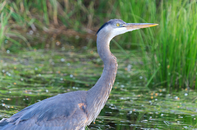 Heron Side 2